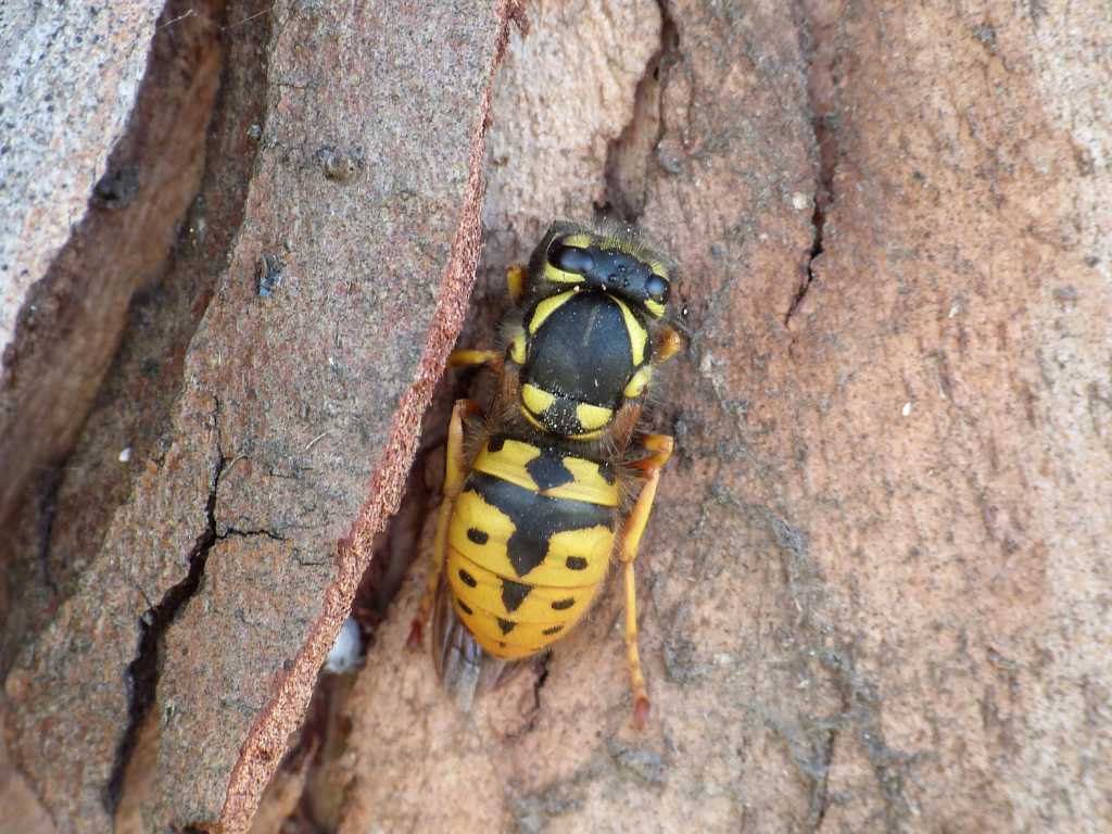 Vespula svernante